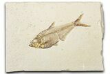 Detailed Fossil Fish (Diplomystus) - Wyoming #345394-1